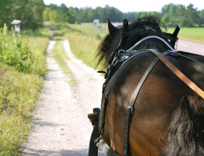 Horse and carriage in Gärdsjö Dalarna Pferd und wagen