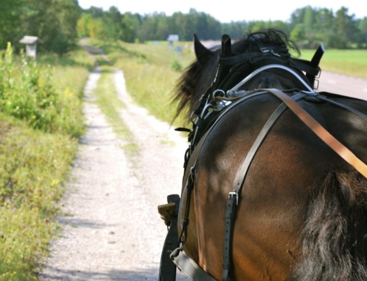 Horse riding carriage rides sweden