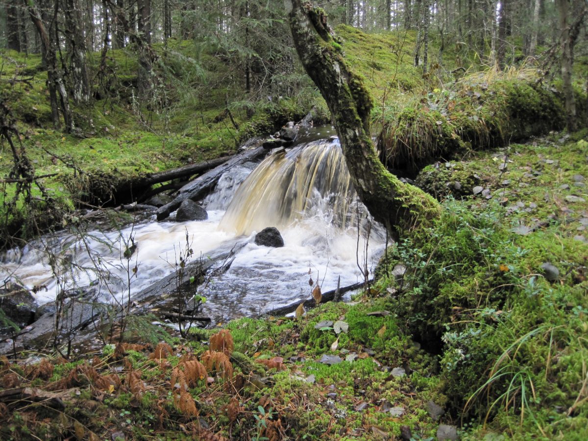 old-growth forest nature sweden stream