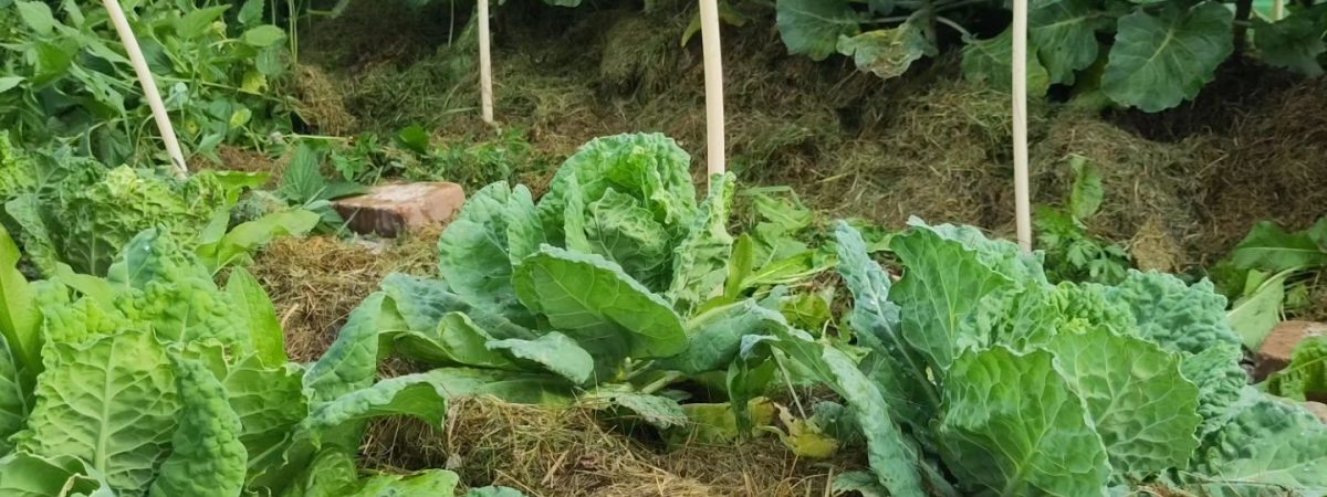 Allotment and community gardens Sweden