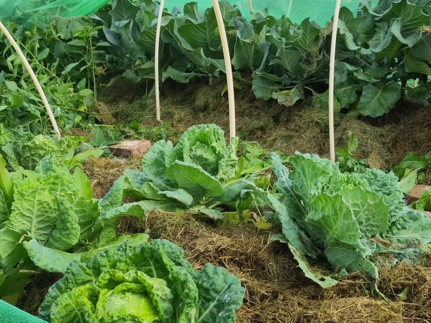 Allotment and community gardens Sweden