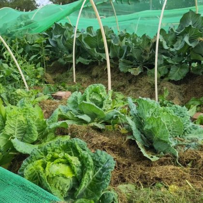 Allotment and community gardens Sweden