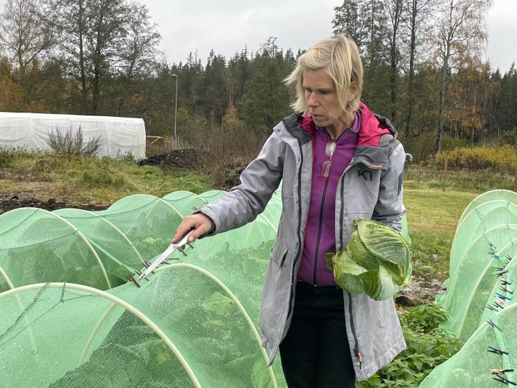 Allotment and community gardens Sweden